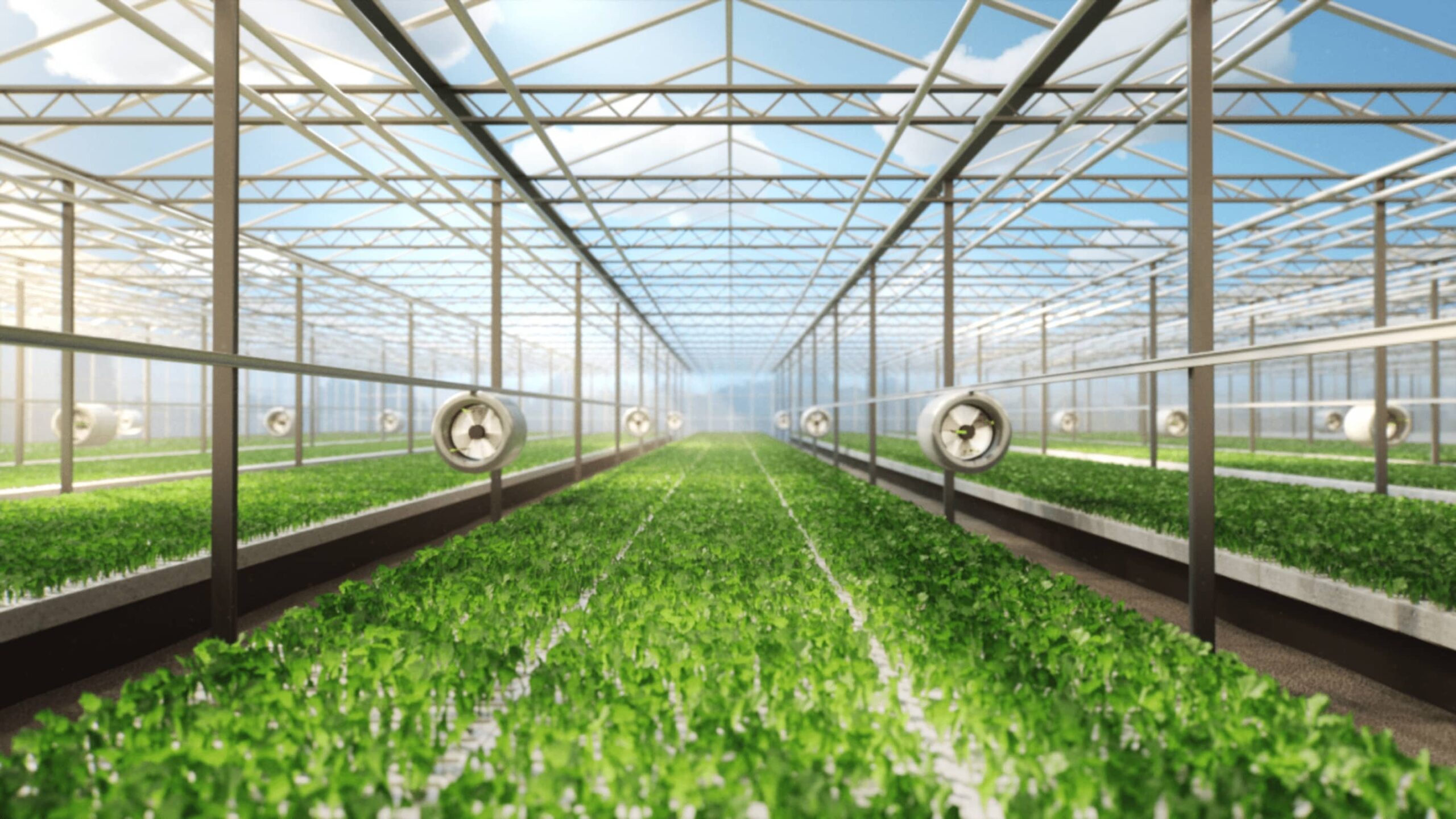 Bright-Farms-Salads-Greenhouse-Interior-scaled