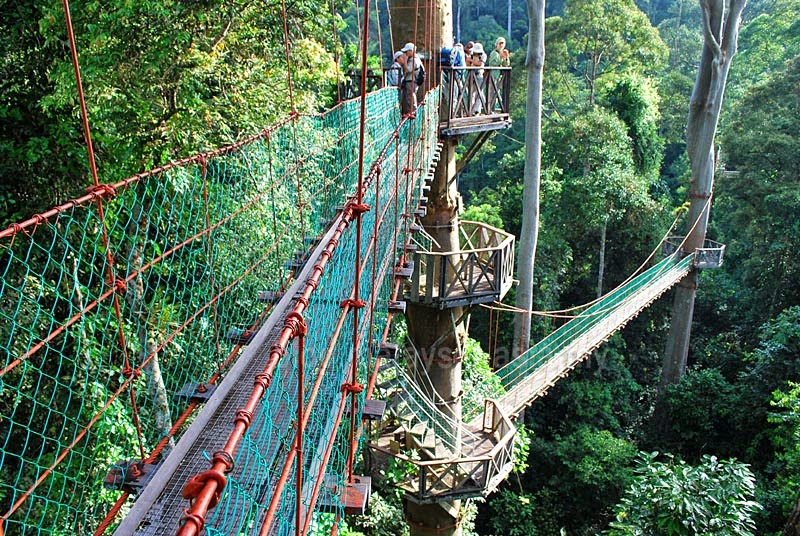 canopy-walk-danum-valley