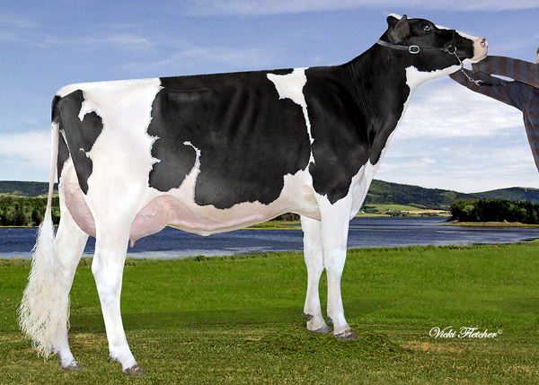 Morsan-Miss-Congeniality