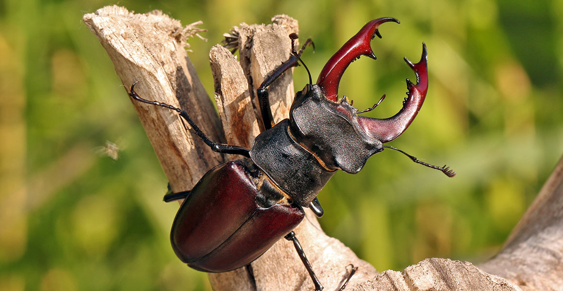 male-stag-beetle-full-width