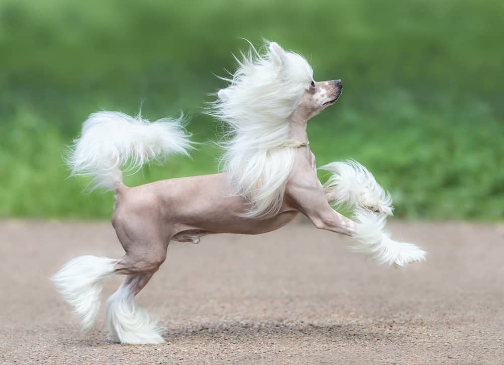 Chinese-Crested-Dog-Canis-familiaris-prancing-like-a-pony