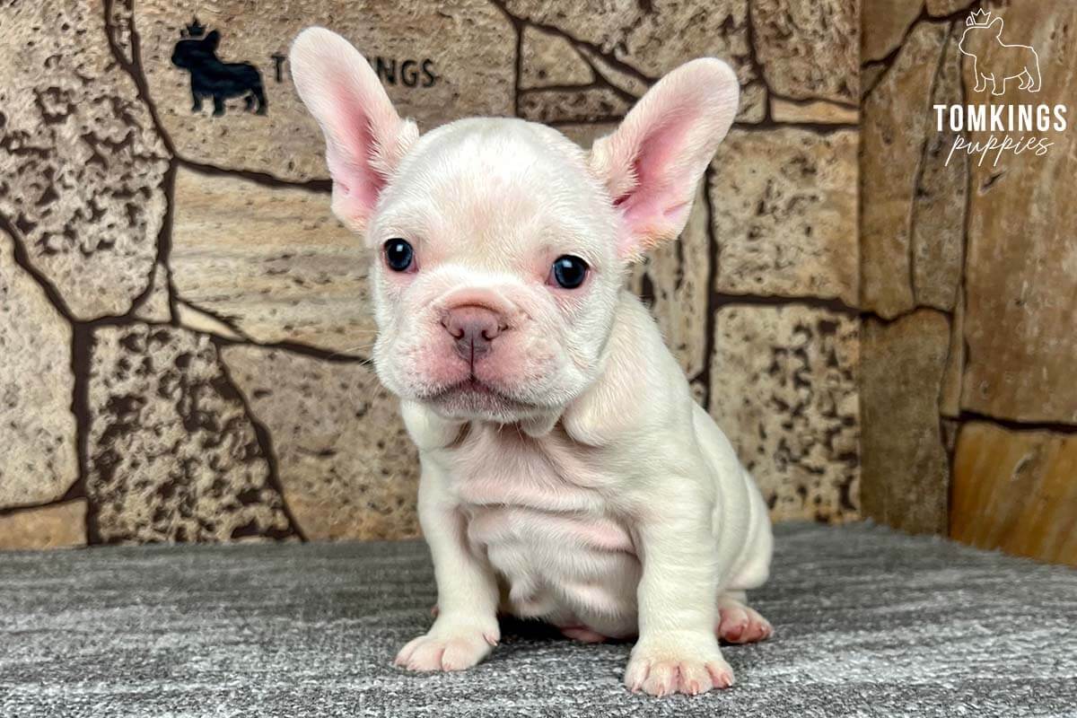 platinum-french-bulldog-tomkings-puppies-1