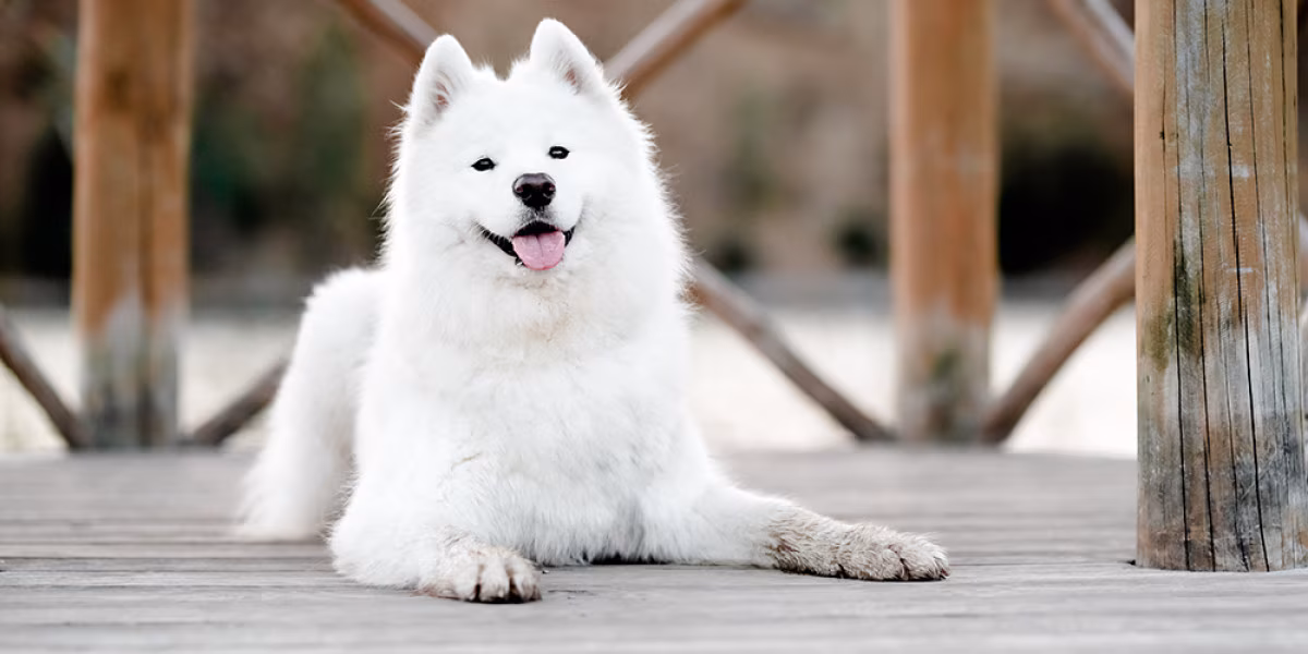samoyed4