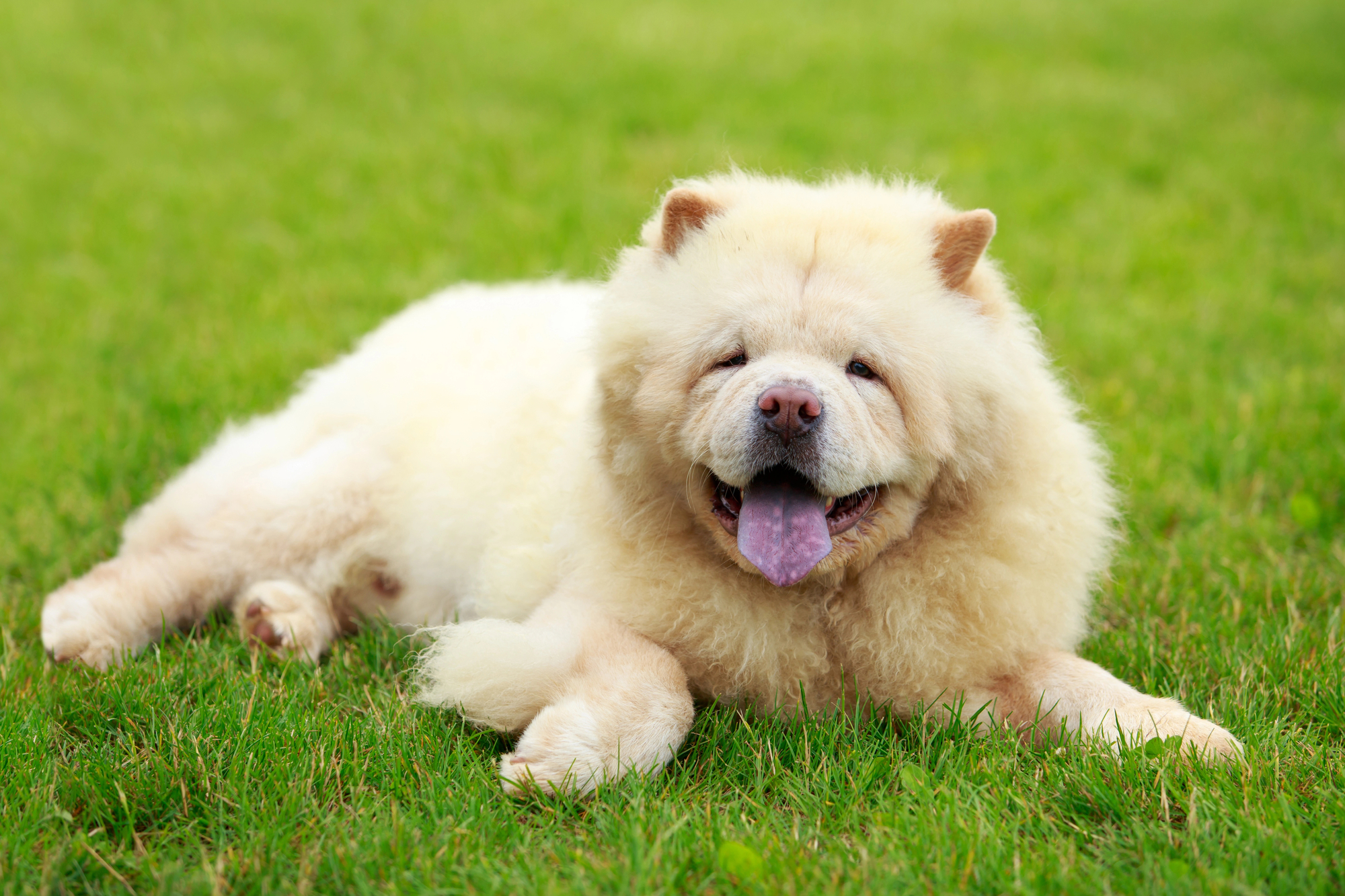 ChowChow2