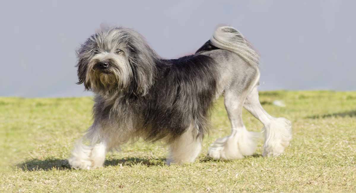Top 10 Most Expensive Pets In The World 2026