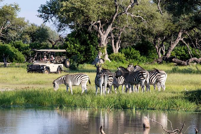 A mokoro canoe navigating the lush waterways of the Okavango Delta, Botswana, with vibrant green reeds and clear water