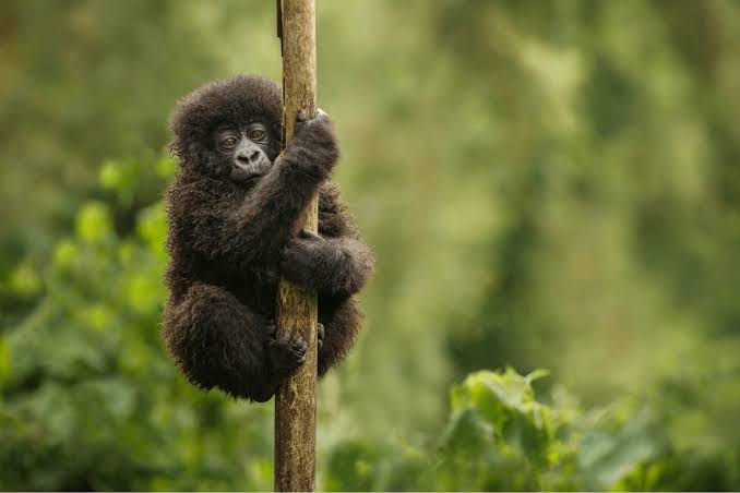 A mountain gorilla with thick dark fur, sitting among lush green foliage in Volcanoes National Park, Rwanda