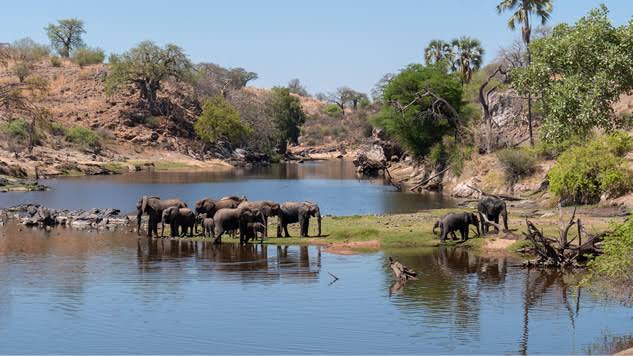 Top 10 Best Safaris in Africa 2026: Your Ultimate Adventure Guide