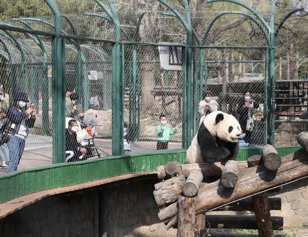 Image of Beijing Zoo - 2026