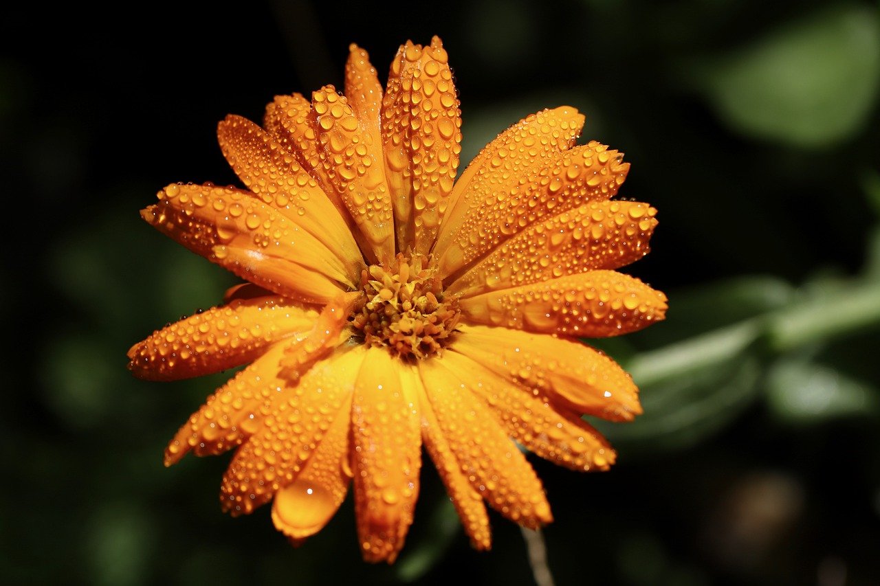 Styling with Marigold: A Summer Fashion Guide