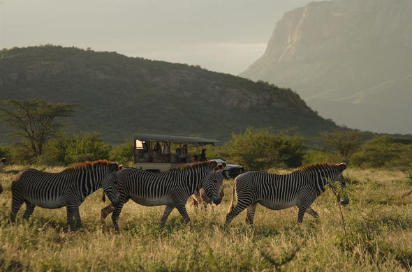 Largest Animal Census Ever Begins In Kenya